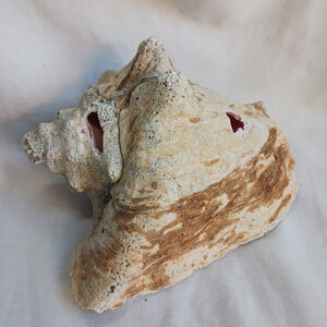 Vintage CONCH Large Natural Seashell CORALIZED WEATHERED BEACHCORE HEAVY FOSSIL